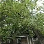 5 Reasons Emergency Tree Removal is Essential