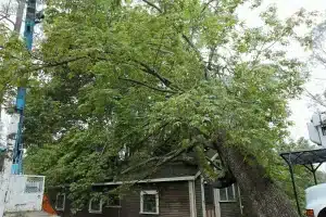 Read more about the article 5 Reasons Emergency Tree Removal is Essential