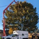 Welcome to Sandborn Tree Service: Your Trusted and Reliable Tree Care Experts