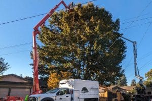 two arborists removing tree