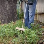 Revive Your Trees with Deep Fertilization for 2025