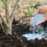 The Benefits of Deep Root Fertilization for April Trees