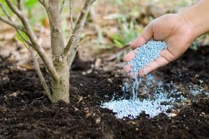 Read more about the article The Benefits of Deep Root Fertilization for April Trees