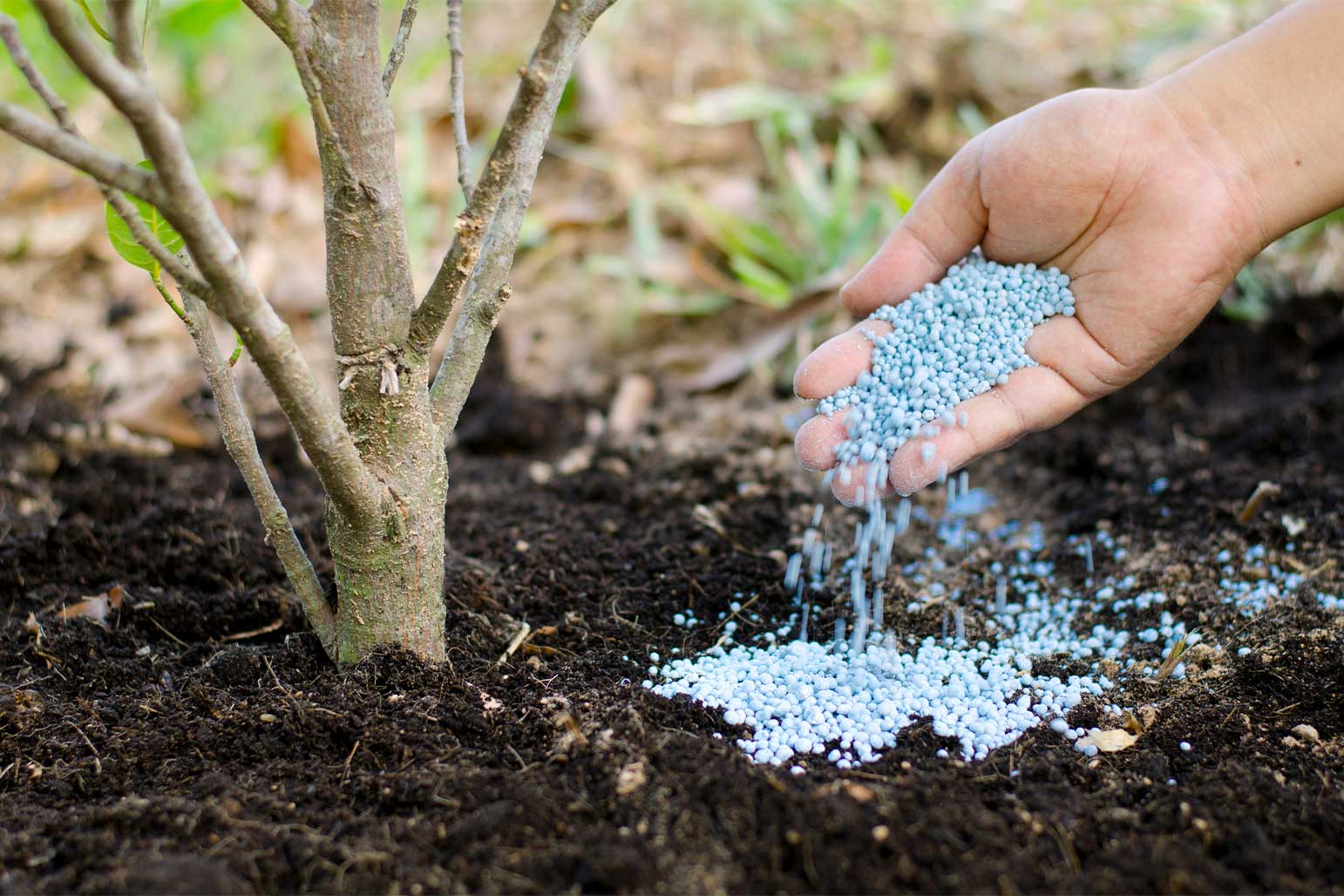 fertilizing plant with nutrients