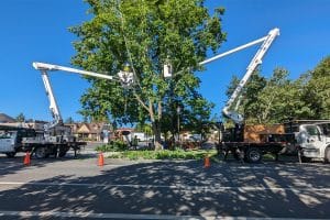 workers on crane pruning tree