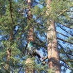 Summer Storms Are Coming: How to Prepare Your Trees