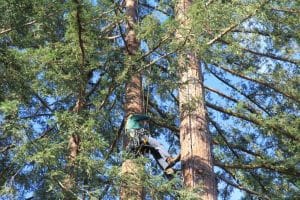Read more about the article Summer Storms Are Coming: How to Prepare Your Trees