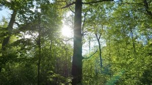 Read more about the article Spring Trees for a Vibrant 2026 & Beyond