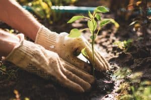 Read more about the article How to Fertilize Trees for Long-Term Health