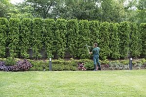 Blog 1 Full length professional gardener trimming hedge in beautiful garden.