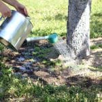 Tree Watering 101: The Ultimate Guide from Sandborn