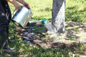 Read more about the article Tree Watering 101: The Ultimate Guide from Sandborn