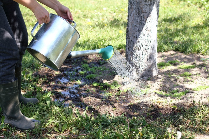 You are currently viewing Tree Watering 101: The Ultimate Guide from Sandborn