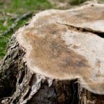 Stump Grinding vs. Stump Removal: What’s the Difference and Which One is Right for You?