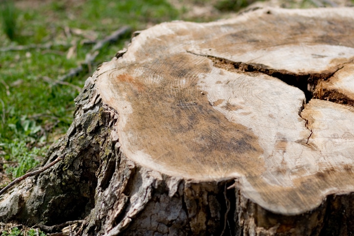 Read more about the article Stump Grinding vs. Stump Removal: What’s the Difference and Which One is Right for You?