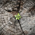 How to Tend to a Dying Tree This Winter 2026