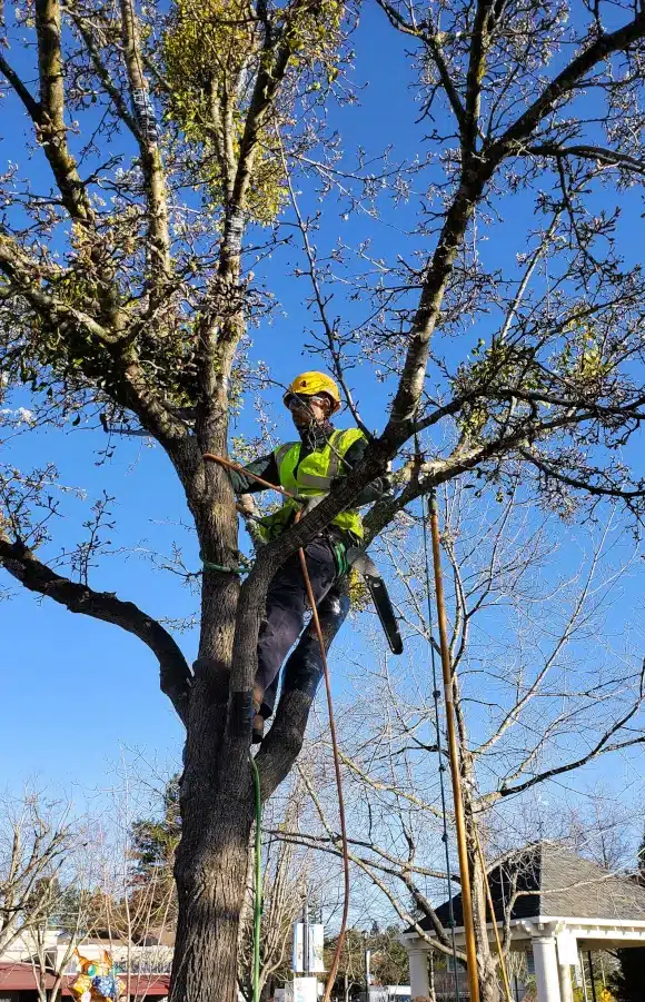 About Sandborn Tree Service 2