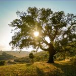 The Mediterranean Oak Borer: A New Threat to Our Valley Oaks