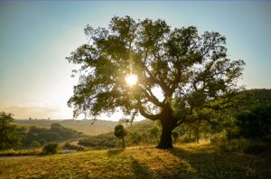 Read more about the article The Mediterranean Oak Borer: A New Threat to Our Valley Oaks