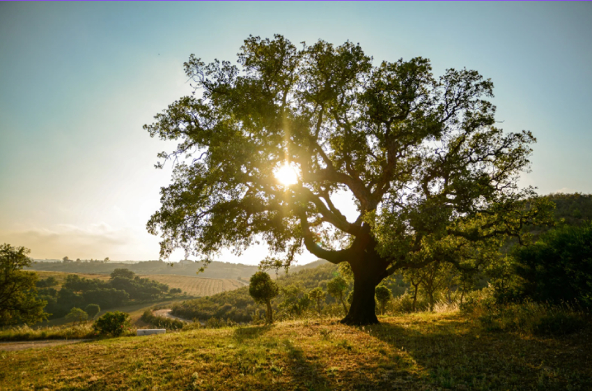 You are currently viewing The Mediterranean Oak Borer: A New Threat to Our Valley Oaks