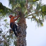 When Should I Prune My Trees?