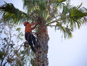 Man in an orange shirt and helmet pruning the top of a palm tree.