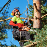 How Does Ignition Happen? Tree Care & Fire Safety