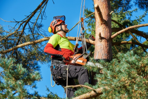 Arborist in a neon green and red shirt is secured with ropes and climbing gear while pruning a pine tree under a bright blue sky.