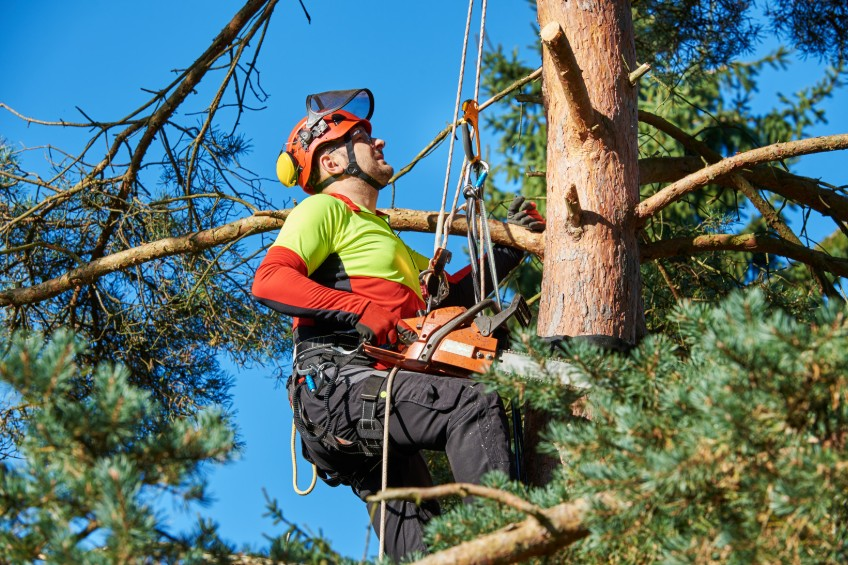 You are currently viewing How Does Ignition Happen? Tree Care & Fire Safety