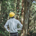 What to Do for Trees Before High Winds?
