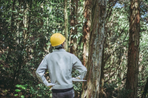 Tree inspector in a light gray jacket and yellow hard hat evaluates tree health in a wooded forest, holding a clipboard near tall trunks.