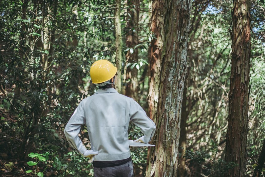 You are currently viewing What to Do for Trees Before High Winds?